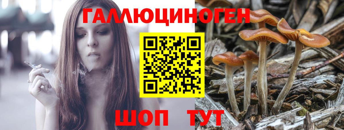 Котлас  Галлюциногенные грибы Cubensis  Вход с VPN 